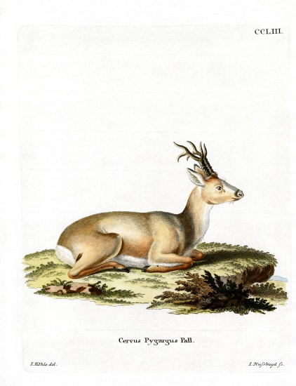 Siberian Roe Deer a German School, (19th century)
