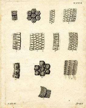 Skin Scales