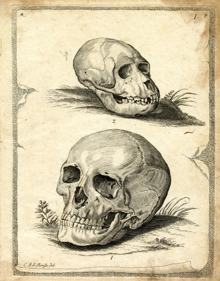 Skulls a German School, (19th century)