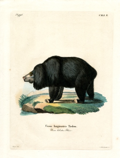 Sloth Bear a German School, (19th century)
