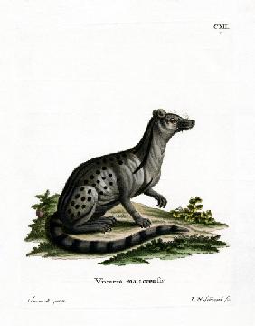 Small Indian Civet