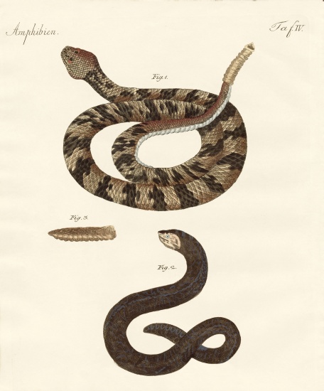 snake a German School, (19th century)