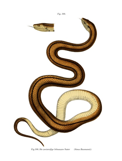 Snake a German School, (19th century)