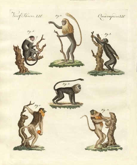 Some kinds of monkeys a German School, (19th century)