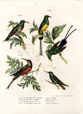 Southern Double-collared Sunbird