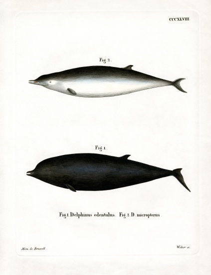 Sowerby's Beaked Whale a German School, (19th century)