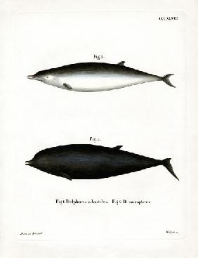 Sowerby's Beaked Whale