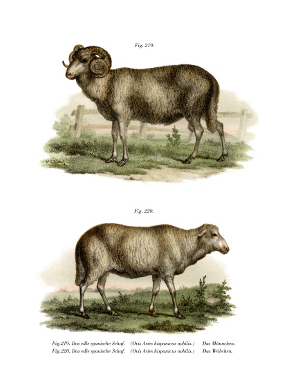 Spanish Sheep a German School, (19th century)