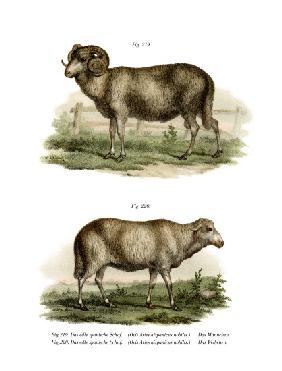Spanish Sheep