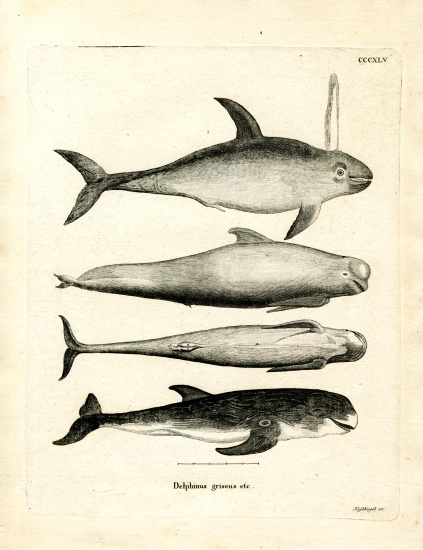 Species of Dolphins a German School, (19th century)