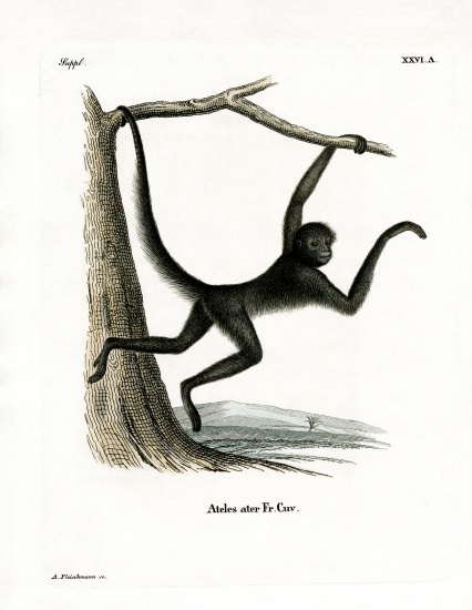 Spider Monkey a German School, (19th century)