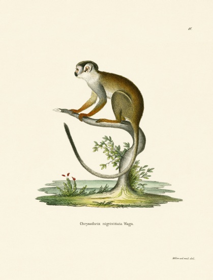 Squirrel Monkey a German School, (19th century)