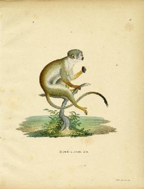 Squirrel Monkey