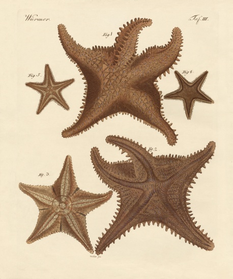 Starfish a German School, (19th century)