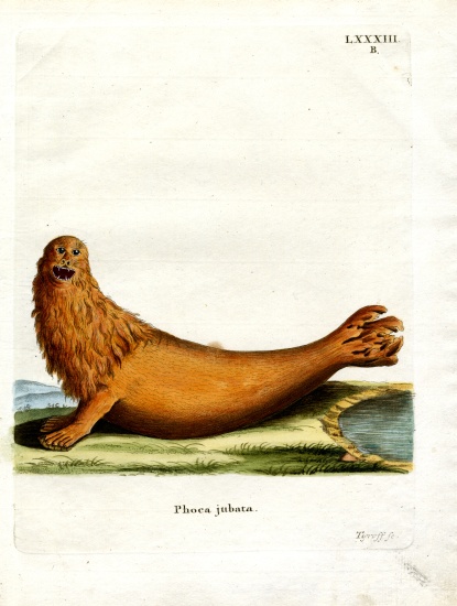 Steller Sea Lion a German School, (19th century)