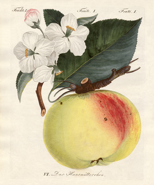 Strange fruits a German School, (19th century)