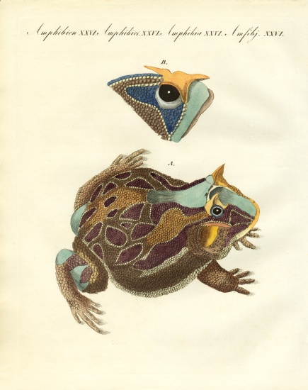 Strange amphibians a German School, (19th century)