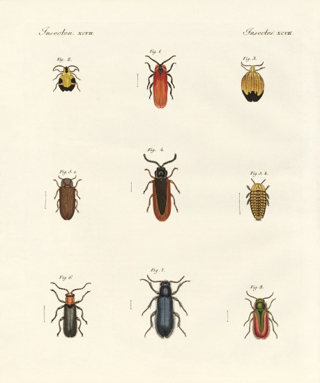 Strange beetles a German School, (19th century)