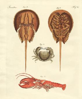 Strange crabs