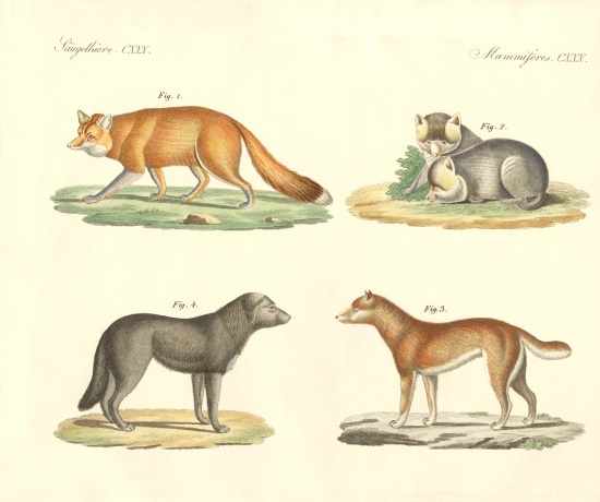 Strange dogs and foxes a German School, (19th century)
