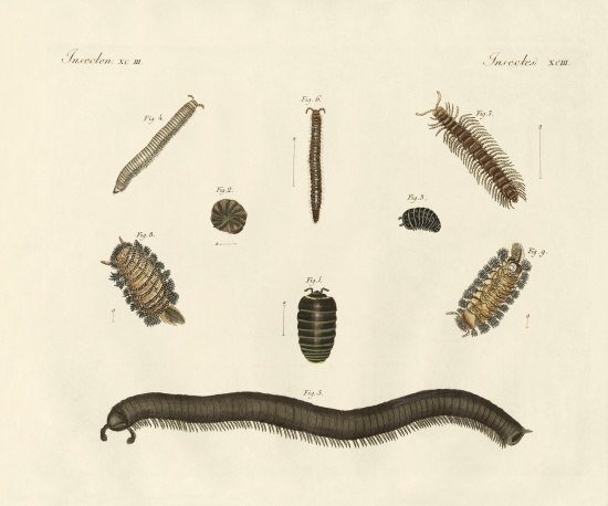 Strange insects a German School, (19th century)