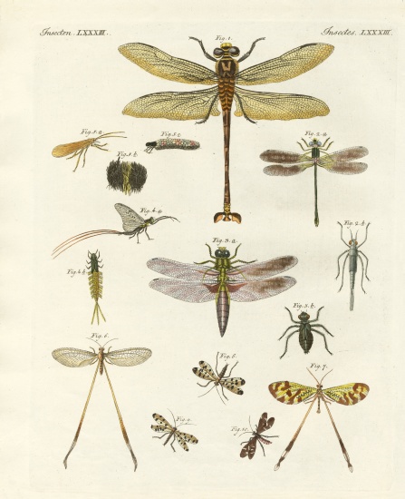 Strange insects a German School, (19th century)