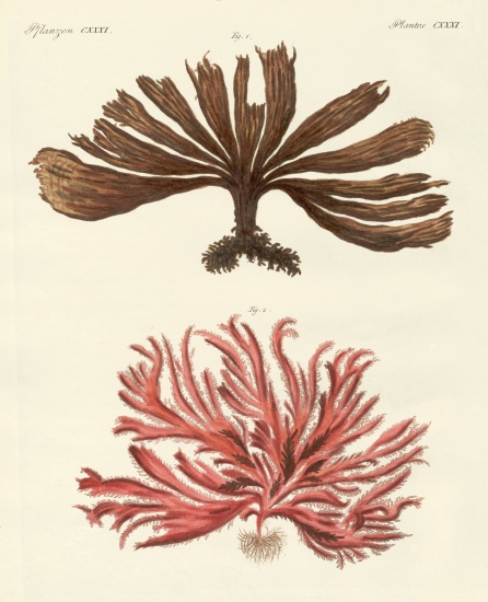 Strange kinds of seaweed a German School, (19th century)