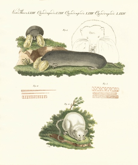 Strange mammals a German School, (19th century)