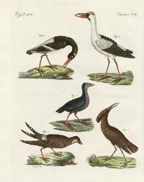 Strange marsh-birds