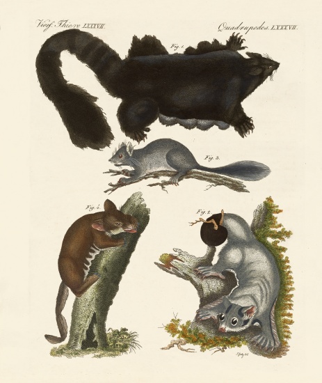 Strange marsupials a German School, (19th century)