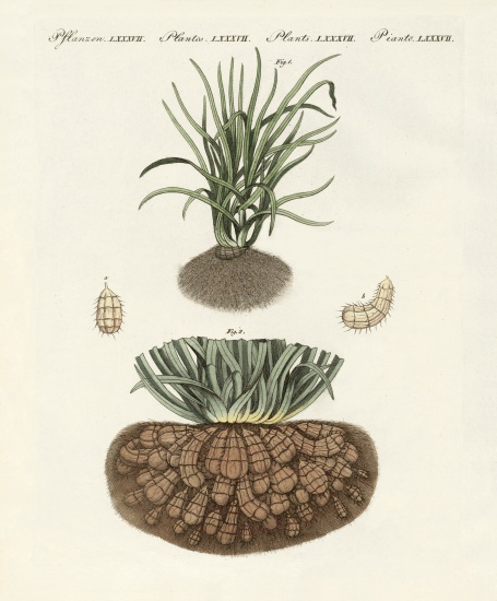 Strange plants a German School, (19th century)