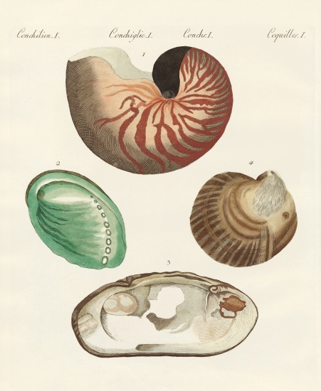 Strange snails and clams a German School, (19th century)