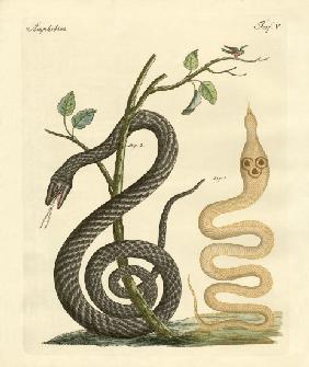 Strange snake