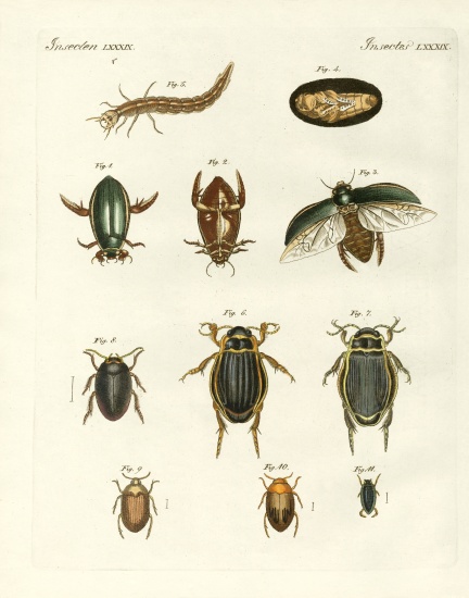 Strange swimming beetles a German School, (19th century)