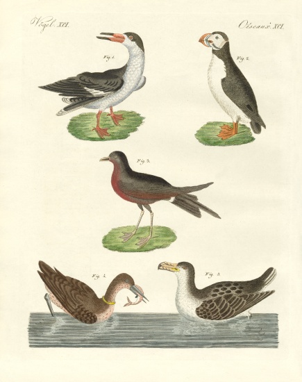 Strange waterbirds a German School, (19th century)