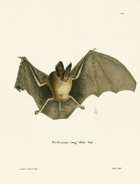Striped Hairy-nosed Bat