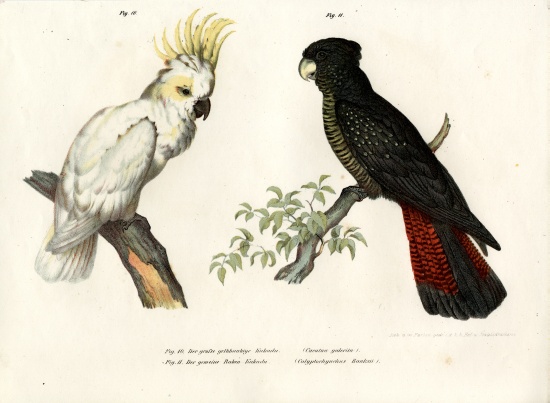 Sulphur-crested Cockatoo a German School, (19th century)