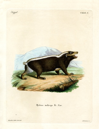 Sunda Stink Badger a German School, (19th century)