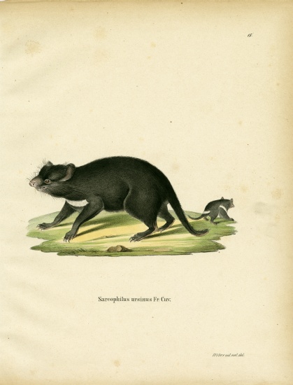 Tasmanian Devil a German School, (19th century)