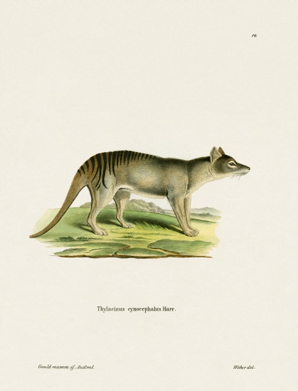 Tasmanian Tiger a German School, (19th century)