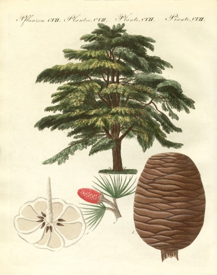 The cedar from Lebanon a German School, (19th century)