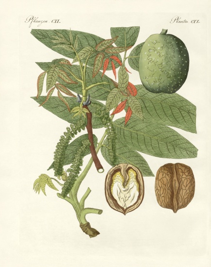 The common walnut-tree a German School, (19th century)
