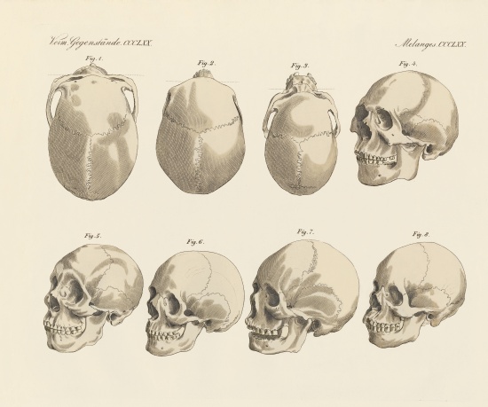 The cranial of the five human races a German School, (19th century)