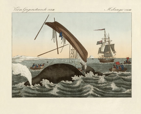 The dangers of whale fishing a German School, (19th century)