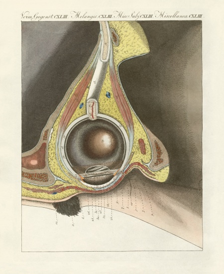 The facial organ illustrated through the human eye a German School, (19th century)