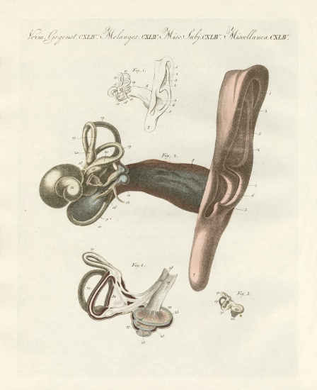 The hearing organ illustrated through the human ear a German School, (19th century)