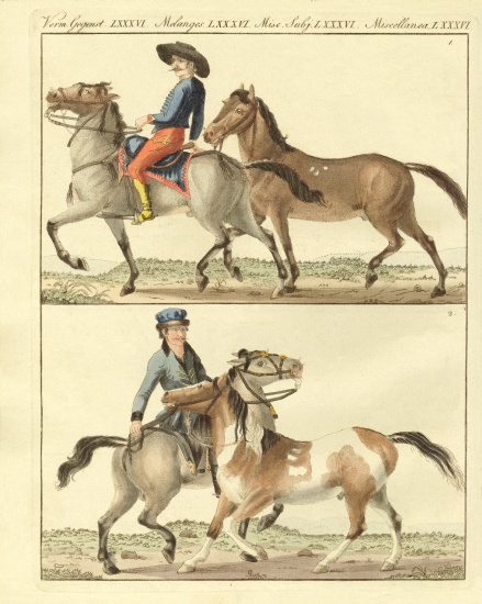 The horse with its different kinds a German School, (19th century)