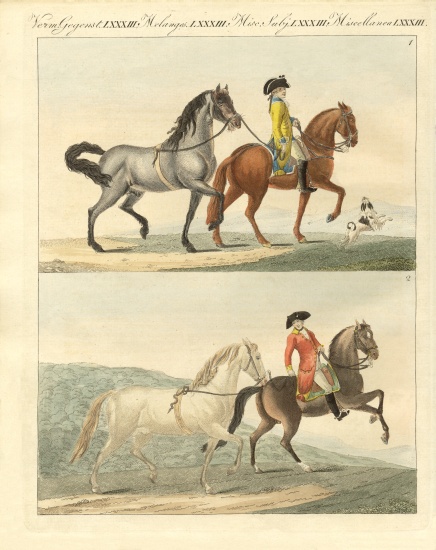 The horse with its different kinds a German School, (19th century)