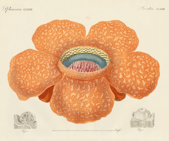 The largest of all known flowers a German School, (19th century)
