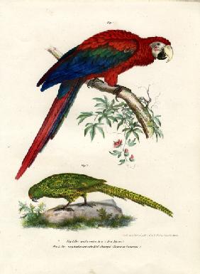 The Scarlet Macaw